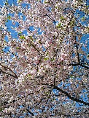 Cherry Blossum Branches Two.jpg
