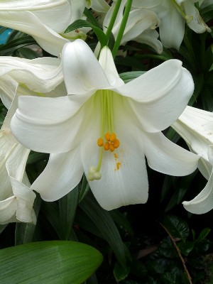 White Lily.jpg