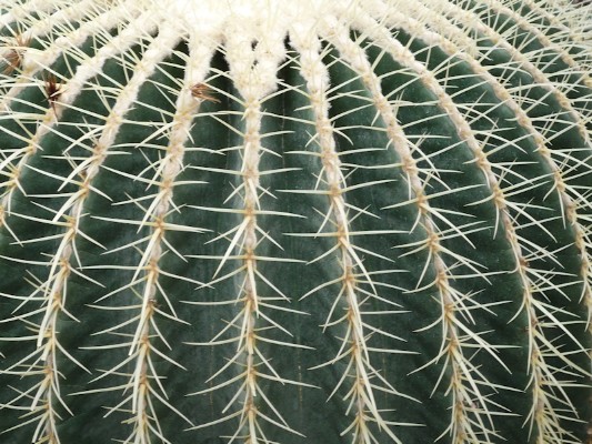 Cactus Ball.jpg