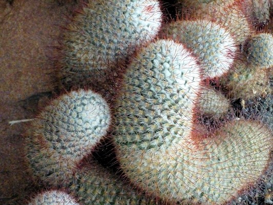 Cactus Tails.jpg