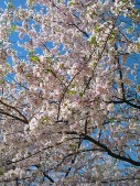 Cherry Blossum Branches Two.jpg