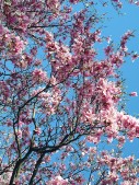 Cherry Blossum Branches.jpg