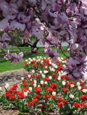 Cherry Blossum & Park Garden.jpg