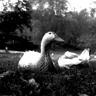Ducks 8.jpg