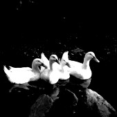 ducks 4.jpg
