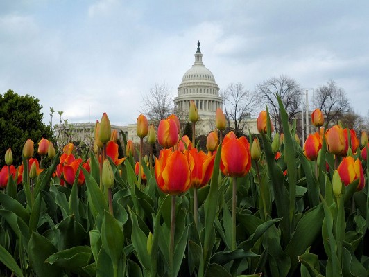 Capital with Flowers.jpg