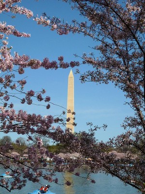 Washington Monument Through Blossums.jpg