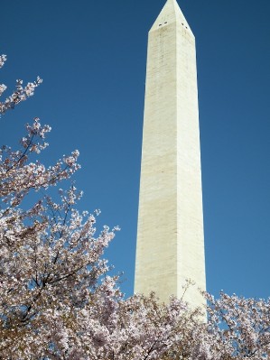 Washington Monument with Cherry Blossums.jpg