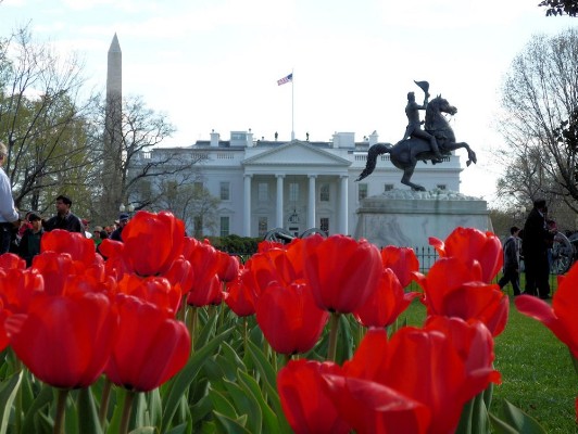 White House Front Lawn with Flowers.jpg