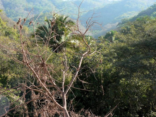 015 - View of Trees from Horseback - 2006.jpg