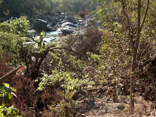 017 - Brook through Trees on Horseback - 2006.jpg