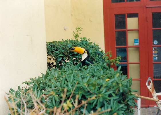 043 - Tucan at Ports O Call Pic 2 - 1992.jpg