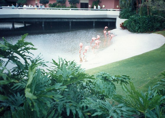 018 - Epcot Pink Flamingos - 1991.jpg