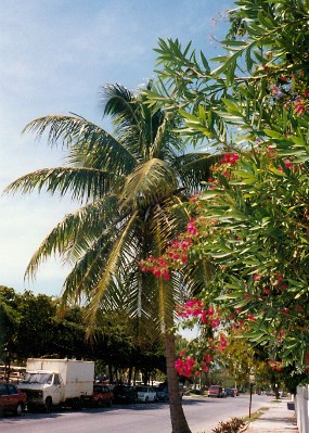 013 - Palm on Key West Street - 1990.jpg