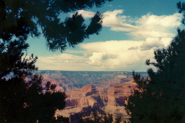 Geand Canyon through trees.jpg