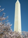 Washington Monument with Cherry Blossums.jpg