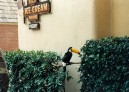 042 - Tucan at Ports O Call Pic 1 - 1992.jpg